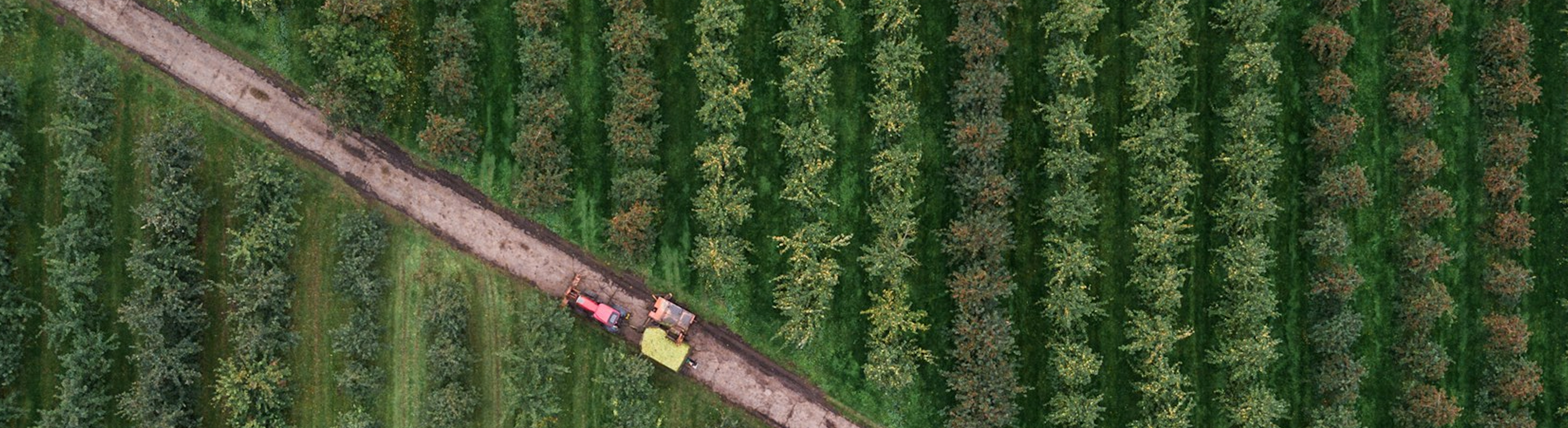 Aerial farm fields rows
